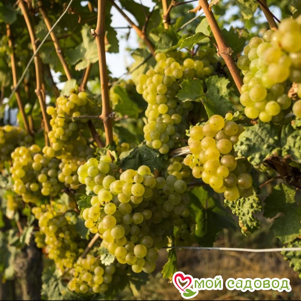 Виноград Рислинг рейнский