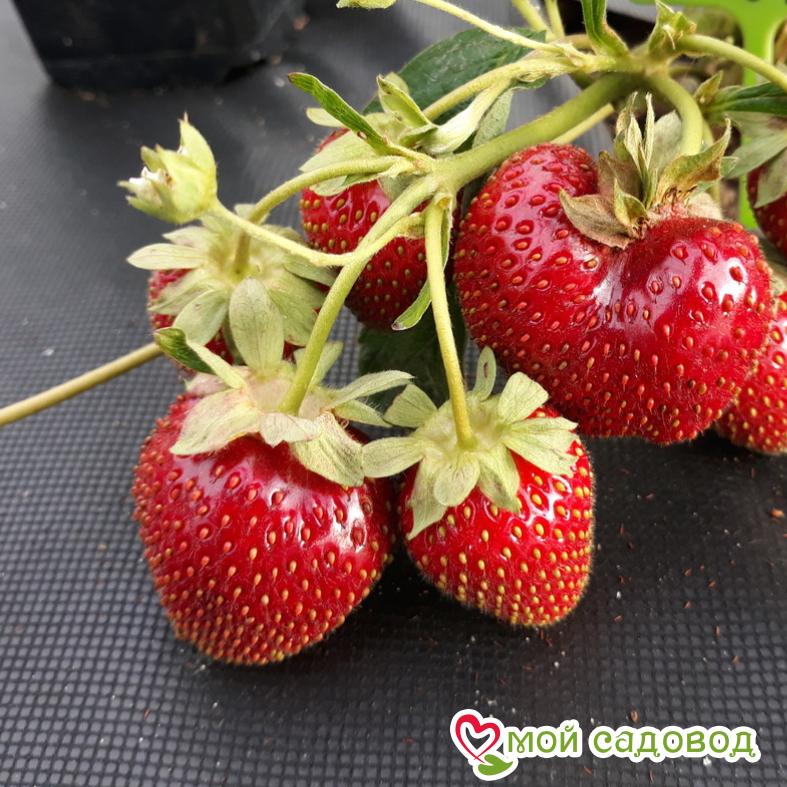Клубника Фестивальная